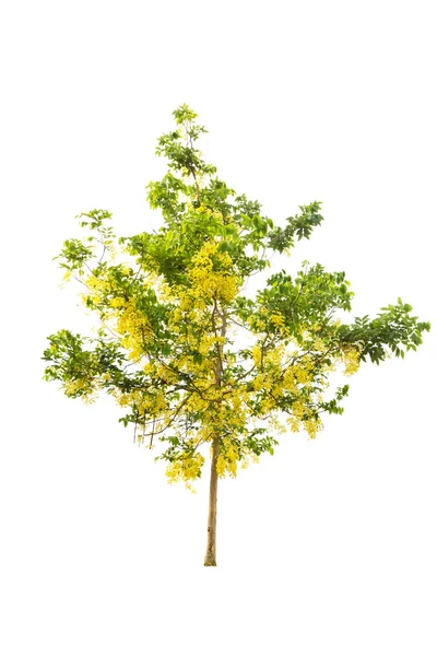 Golden shower or Cassia fistula isolated on white — Stock Photo, Image