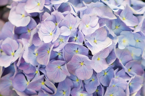 Vakre hortensiablomst – stockfoto