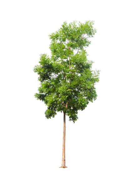 Albero isolato su sfondo bianco — Foto Stock