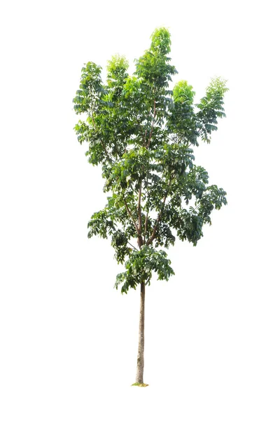 Arbre isolé sur fond blanc — Photo