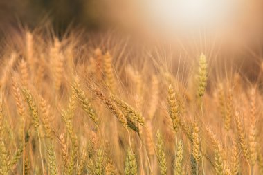 Alan, yumuşak odak balya