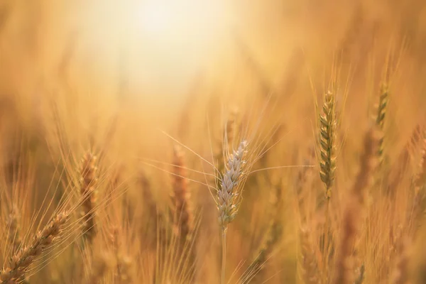 Bales in field,soft focus — Stock Photo, Image