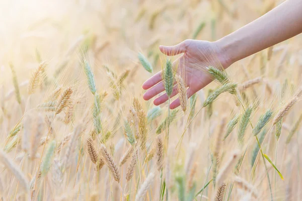 Barley field with woman hand touching barley