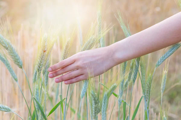 Barley field with woman hand touching barley Stock Image