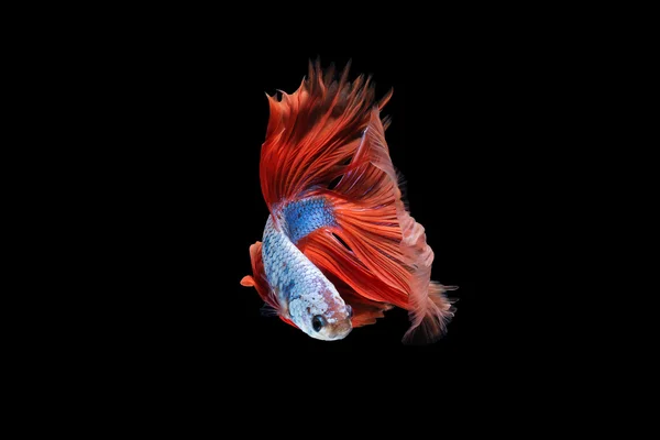 シャムの戦いの魚または黒の背景上に孤立の betta の魚. — ストック写真