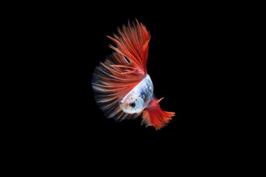 Siyam mücadele balık veya siyah arka plan üzerine izole daha iyi balık.