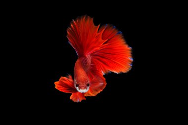 Siyam mücadele balık veya siyah arka plan üzerine izole daha iyi balık.