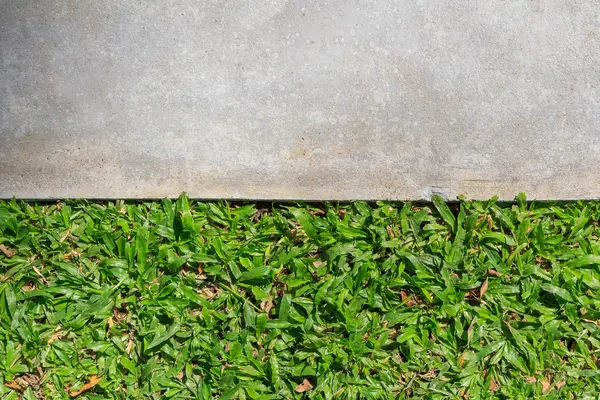 Lopen manier concrete en groen gras, bovenaanzicht — Stockfoto