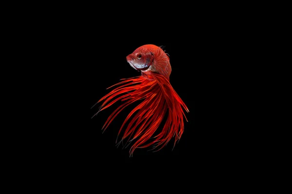 Siamese fighting fish or betta fish isolated on black background. — Stock Photo, Image