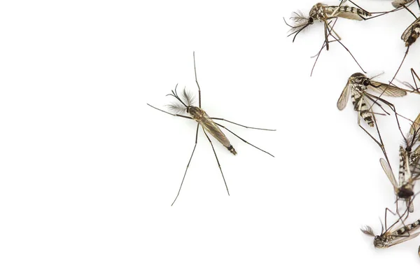 Közelről szúnyog, elszigetelt fehér background, felülnézet — Stock Fotó