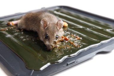 Mouse captured on glue mousetrap board. clipart