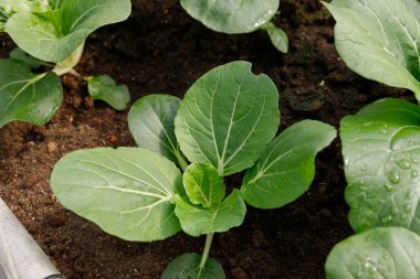 Close up Bok Choy organic vegetable at greenhouse farm garden.