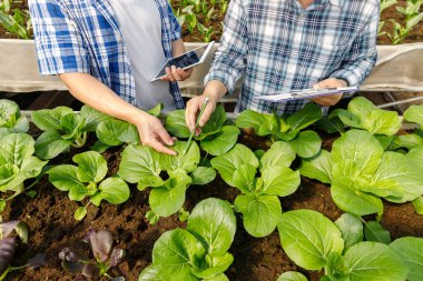 Organik tarım, işçi testleri ve sera bahçesindeki organik sebzelerden çevre verileri toplamak..