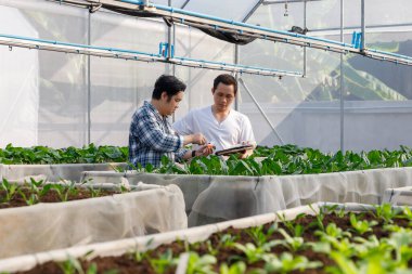 Organik tarım, işçi testleri ve sera bahçesindeki organik sebzelerden çevre verileri toplamak..