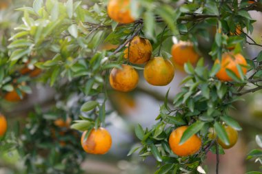 Mandallı bahçede sallanan olgun portakallar