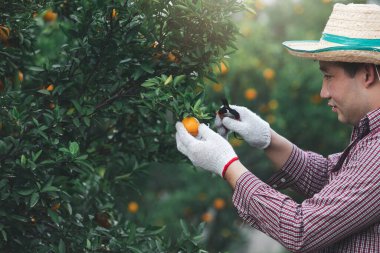 Bahçıvan mandalina bahçesinde olgun portakallar topluyor.