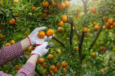 Bahçıvan mandalina bahçesinde olgun portakallar topluyor.