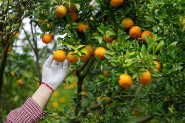 Bahçıvan mandalina bahçesinde olgun portakallar topluyor.
