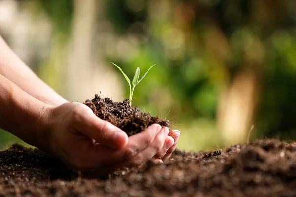 Jardinero Mano Sosteniendo Brotes Verduras Jóvenes Antes Plantar Suelo Fértil — Foto de Stock