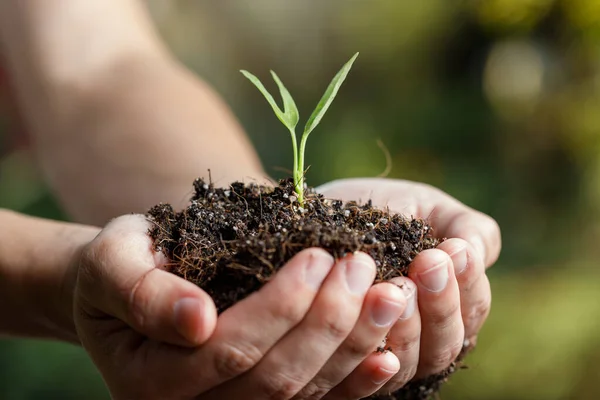 Mano Giardiniere Azienda Giovane Germoglio Vegetale Prima Piantare Terreno Fertile — Foto Stock