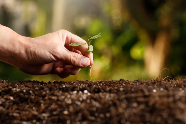 肥沃な土壌に若い野菜の芽を植える庭師の手 — ストック写真