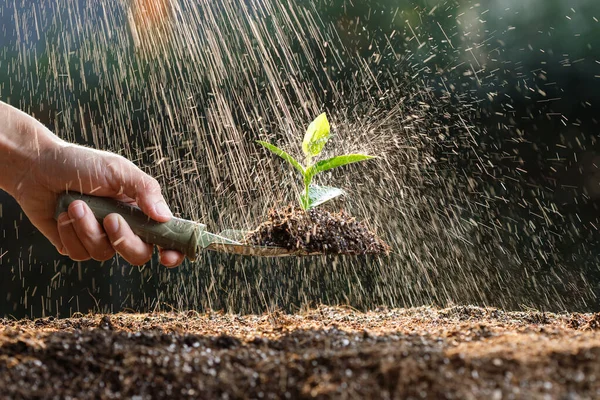 Grădinar Plantarea Mână Tineri Germeni Legume Sol Fertil Picătură Ploaie — Fotografie, imagine de stoc