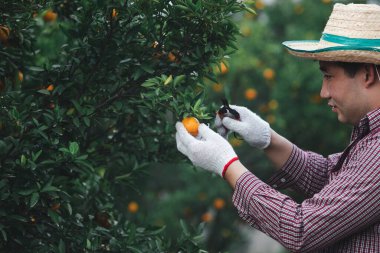 Bahçıvan mandalina bahçesinde olgun portakallar topluyor.
