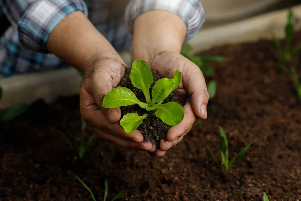 Gardener Hand Holding Young Vegetable Sprout Planting Fertile Soil — 스톡 사진