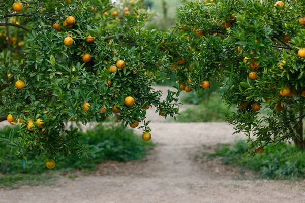 Dojrzałe Pomarańcze Wiszące Gałęzi Ogrodzie Mandarynkowym — Zdjęcie stockowe