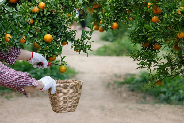 Ogrodnik Zbierający Dojrzałe Pomarańcze Ogrodzie Mandarynkowym — Zdjęcie stockowe