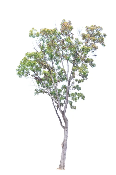 Primer Plano Gran Árbol Caoba Aislado Sobre Fondo Blanco — Foto de Stock