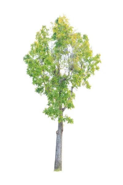 Närbild Stora Mahogany Tree Isolerad Vit Bakgrund — Stockfoto