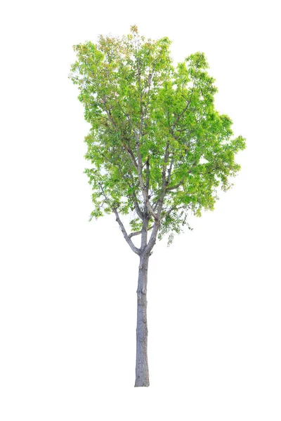 Närbild Stora Mahogany Tree Isolerad Vit Bakgrund — Stockfoto
