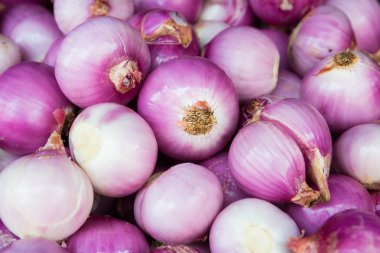 Kırmızı soğan ampul