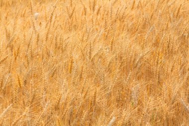 Alan, yumuşak odak balya