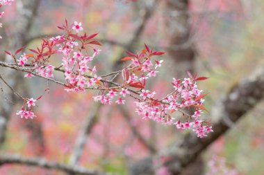 Bahar Sakura Kiraz Çiçeği