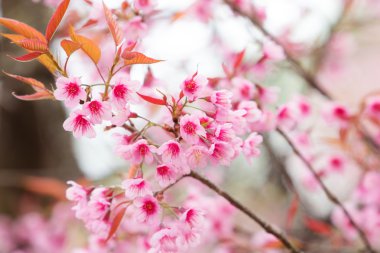 Bahar Sakura Kiraz Çiçeği