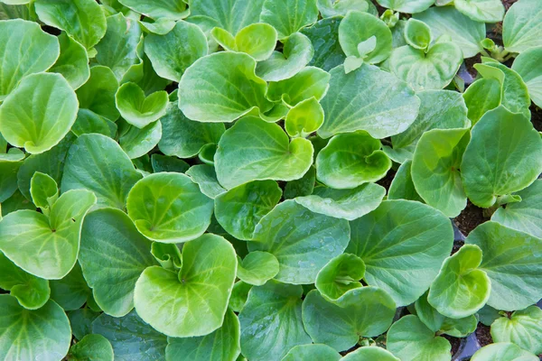 Légumes pour bébés, semis en pot poussant dans des pots de mousse de tourbe — Photo