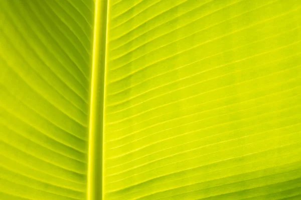 Resumo do fundo da folha de banana, foco suave — Fotografia de Stock