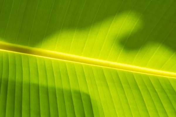 Resumen de fondo de hoja de plátano, enfoque suave — Foto de Stock