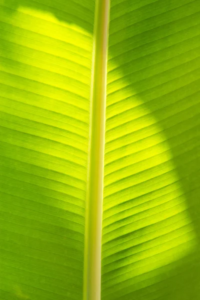 Abstrakt z banánových listů zázemí, měkké zaměření — Stock fotografie