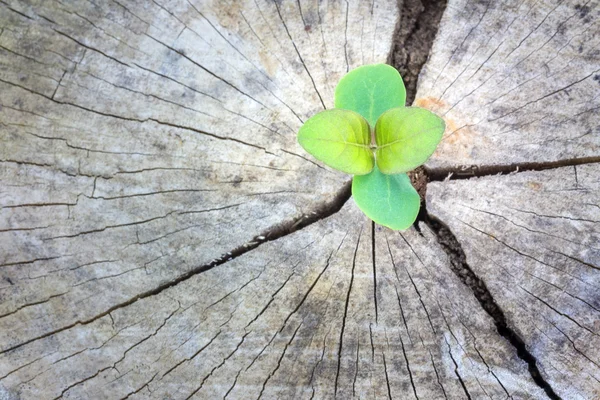 Plántulas creciendo en una madera, Enfoque en la siembra — Foto de Stock