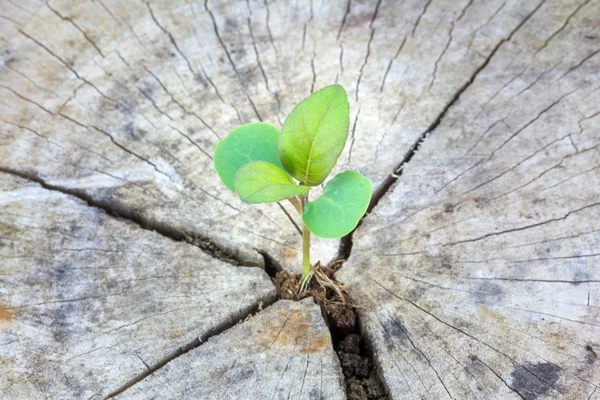 Semis poussant dans un bois, Focus sur l'ensemencement — Photo