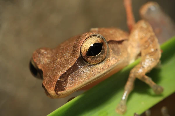 Fechar a cabeça do sapo, Foco no olho — Fotografia de Stock