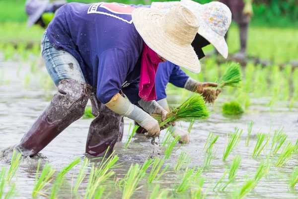 Thai farmer growing rice — Stock Photo, Image