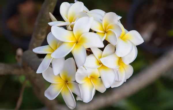 Белый плюмерия цветы на дереве — стоковое фото