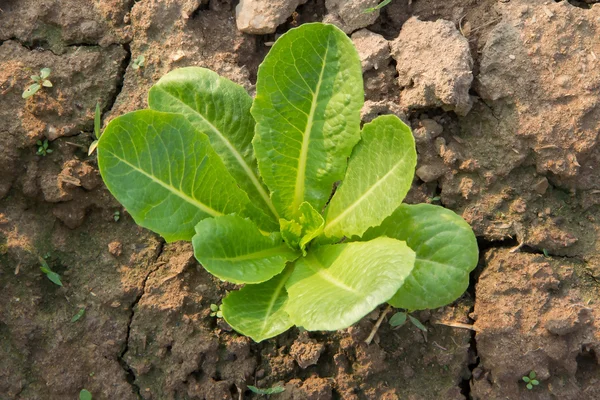 Lettuce growing in organic farm — Stock Photo, Image