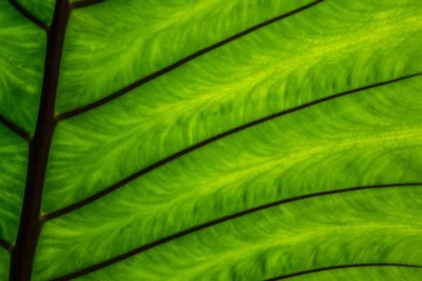 Texturas de folhas de caládio verde — Fotografia de Stock
