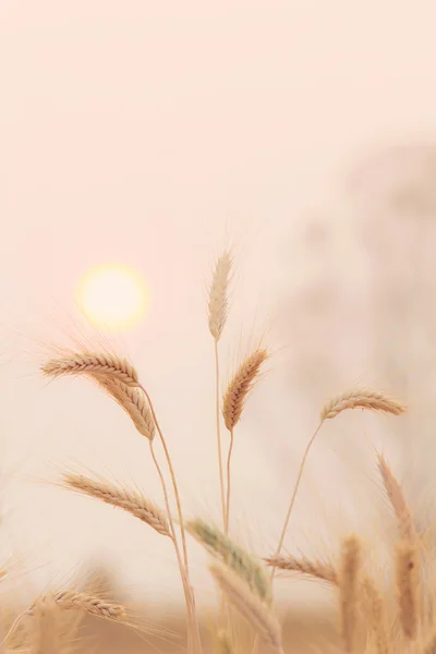 Balen in veld en zonsondergang — Stockfoto