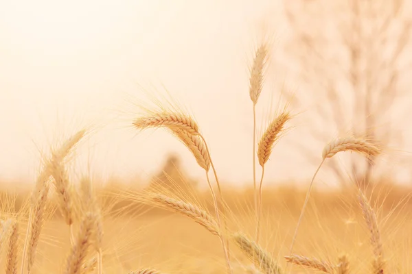 Balen in veld — Stockfoto